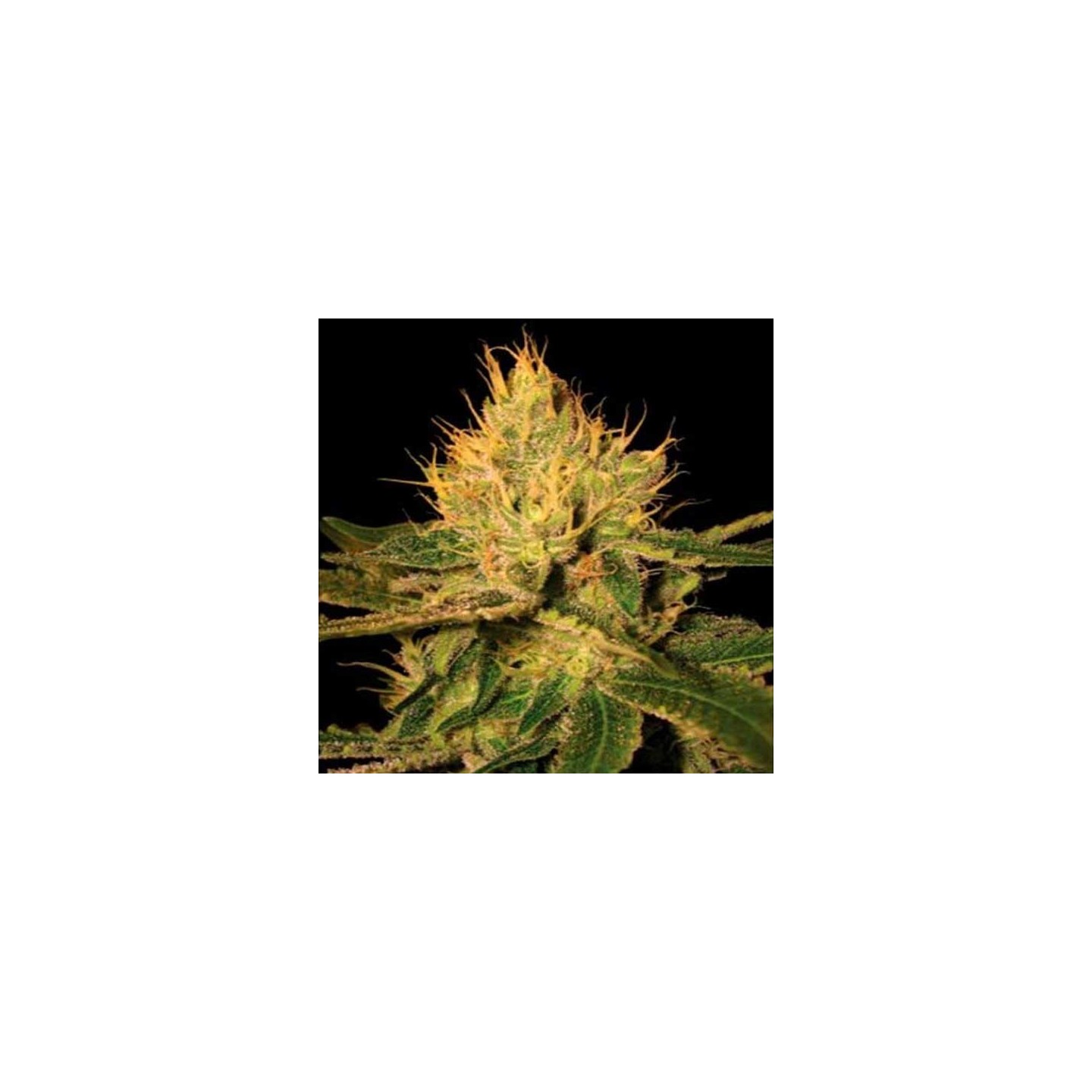 Cannalope Haze Regular de DNA Genetics