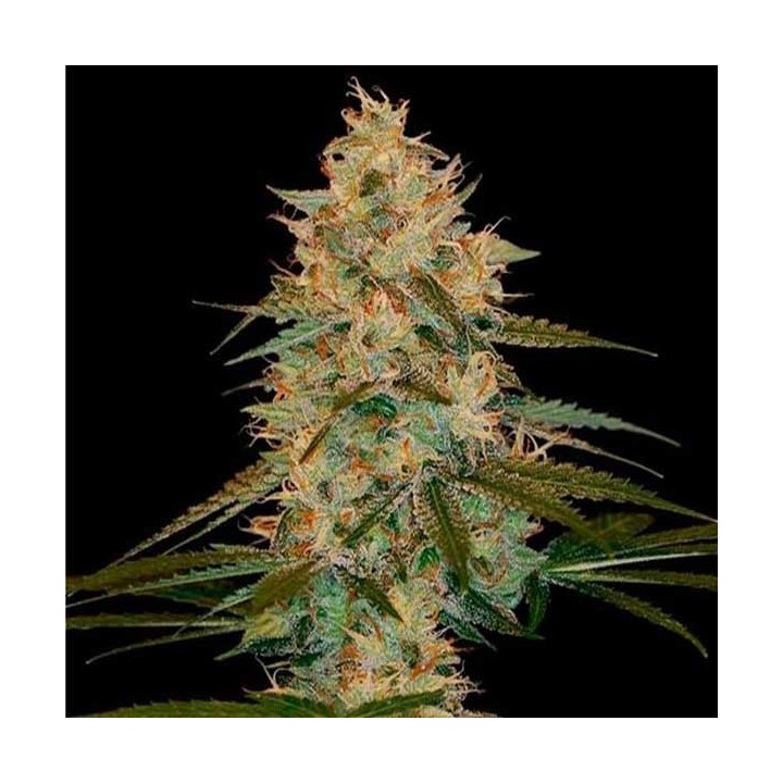 Chocolope Regular de DNA Genetics