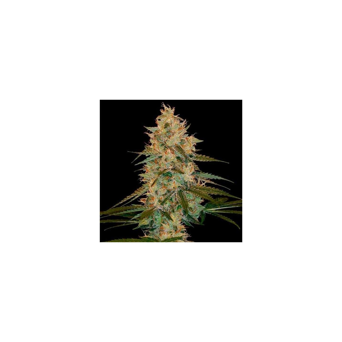 Chocolope Regular de DNA Genetics