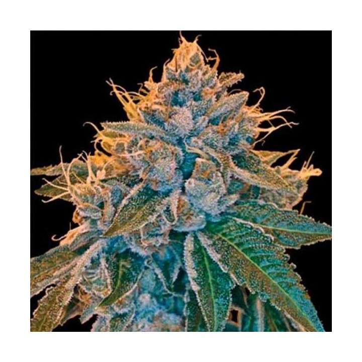 Kosher Kush Regular de DNA Genetics