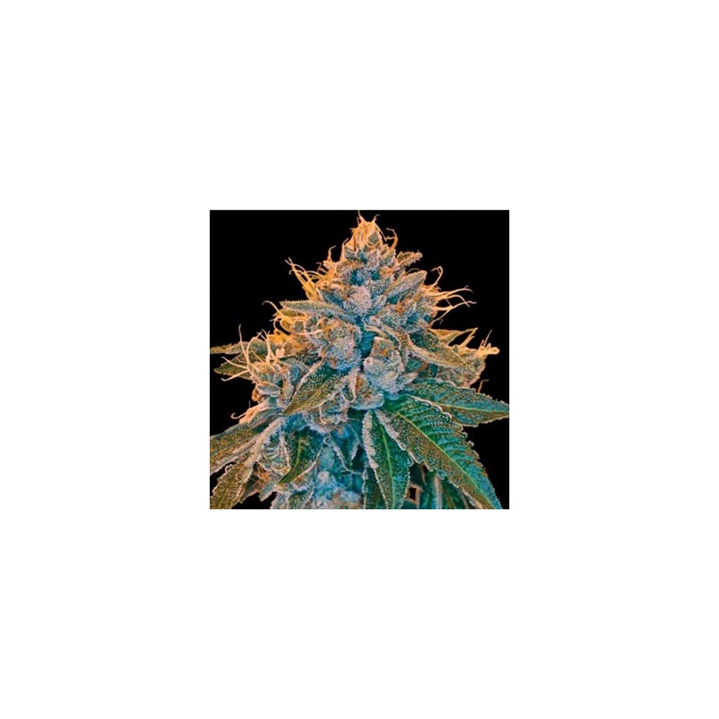 Kosher Kush Regular de DNA Genetics