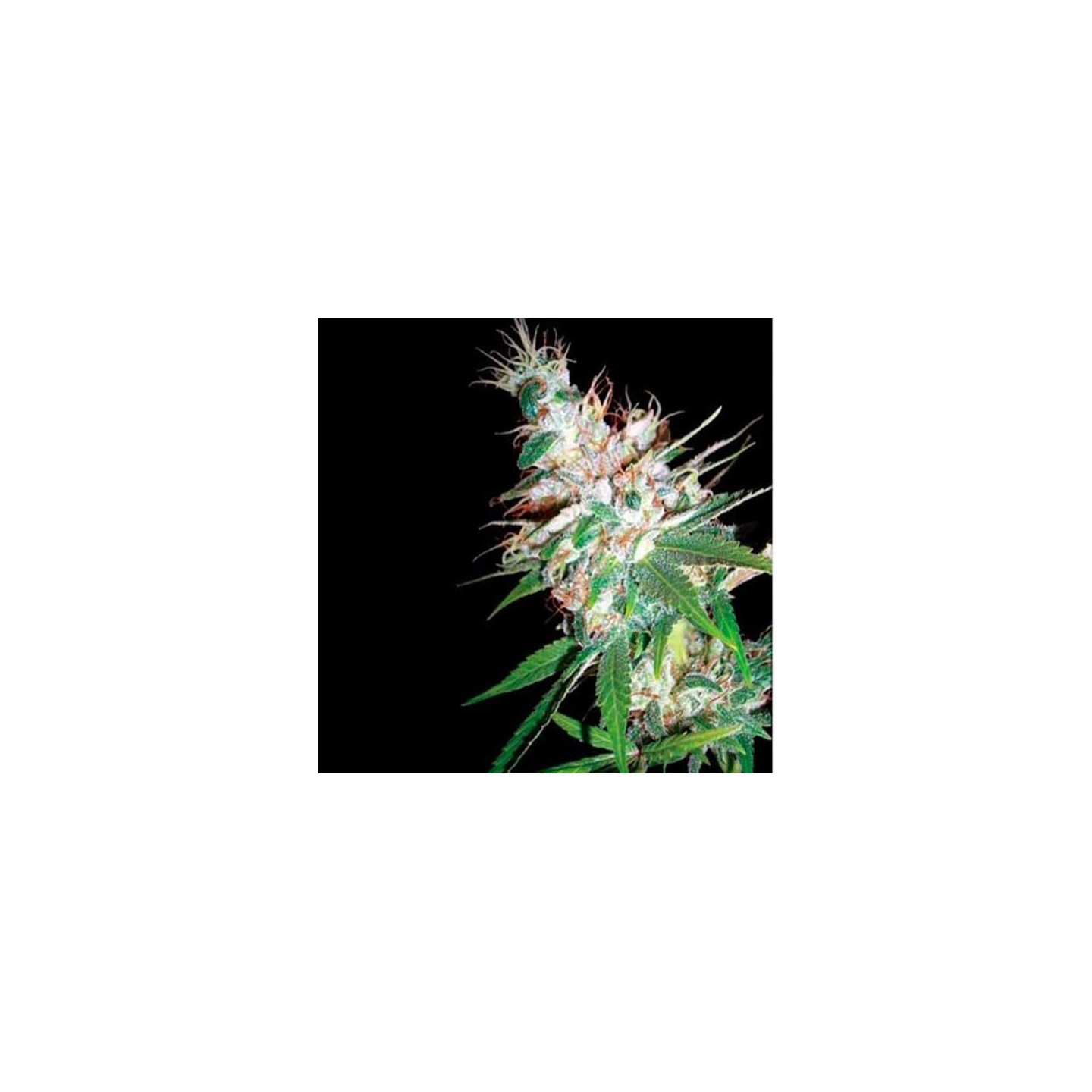La Woman Regular de DNA Genetics