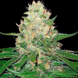 Rocklock Regular de DNA Genetics