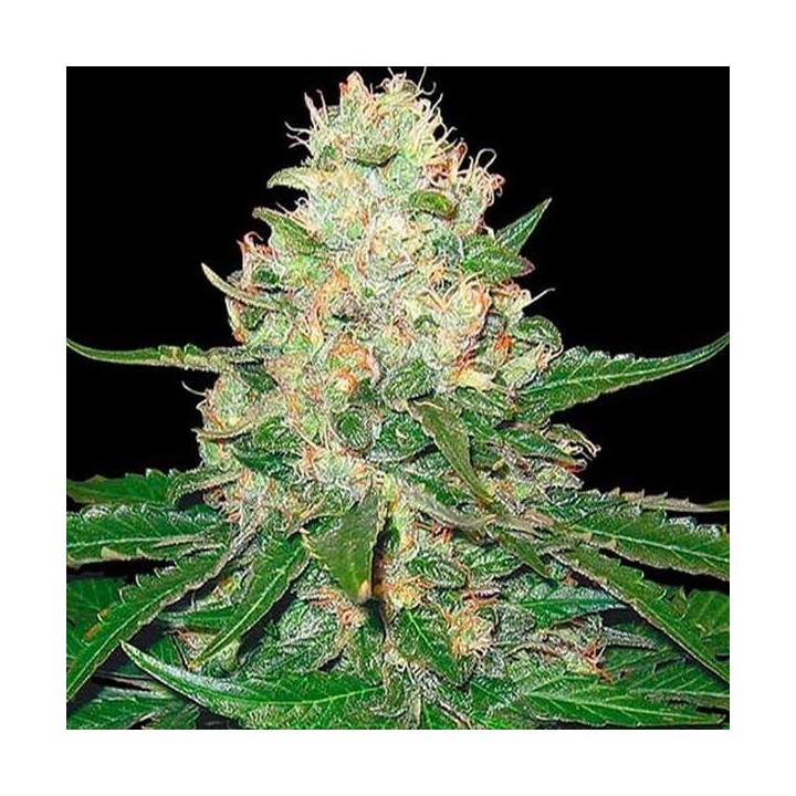 Rocklock Regular de DNA Genetics