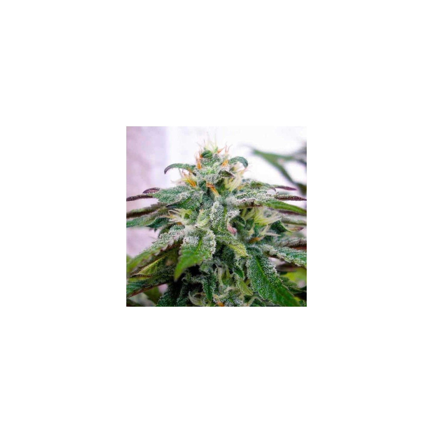 X18 Pure Pakistani Regular de DNA Genetics