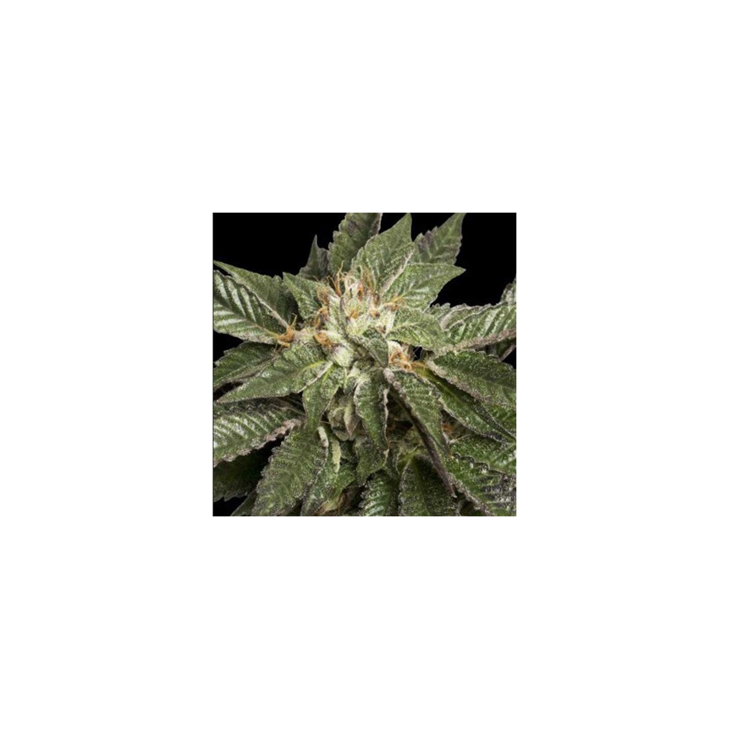 La Confidential Feminizada de DNA Genetics