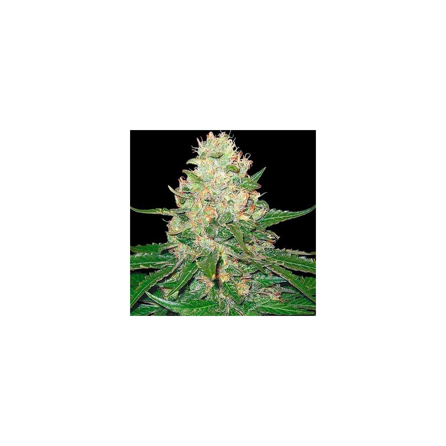 Rocklock Feminizada de DNA Genetics