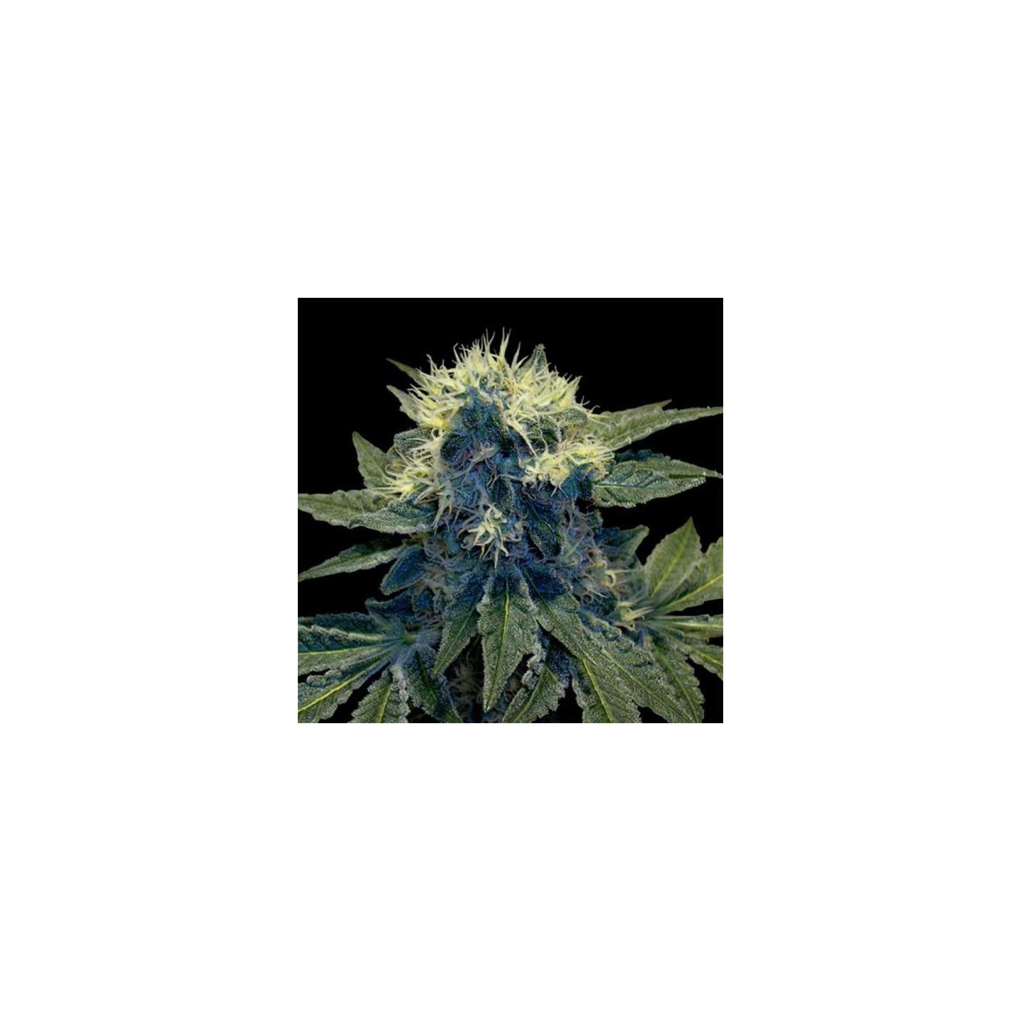 Sharksbreath Feminizada de DNA Genetics