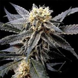 Strawberry Banana Feminizada de DNA Genetics
