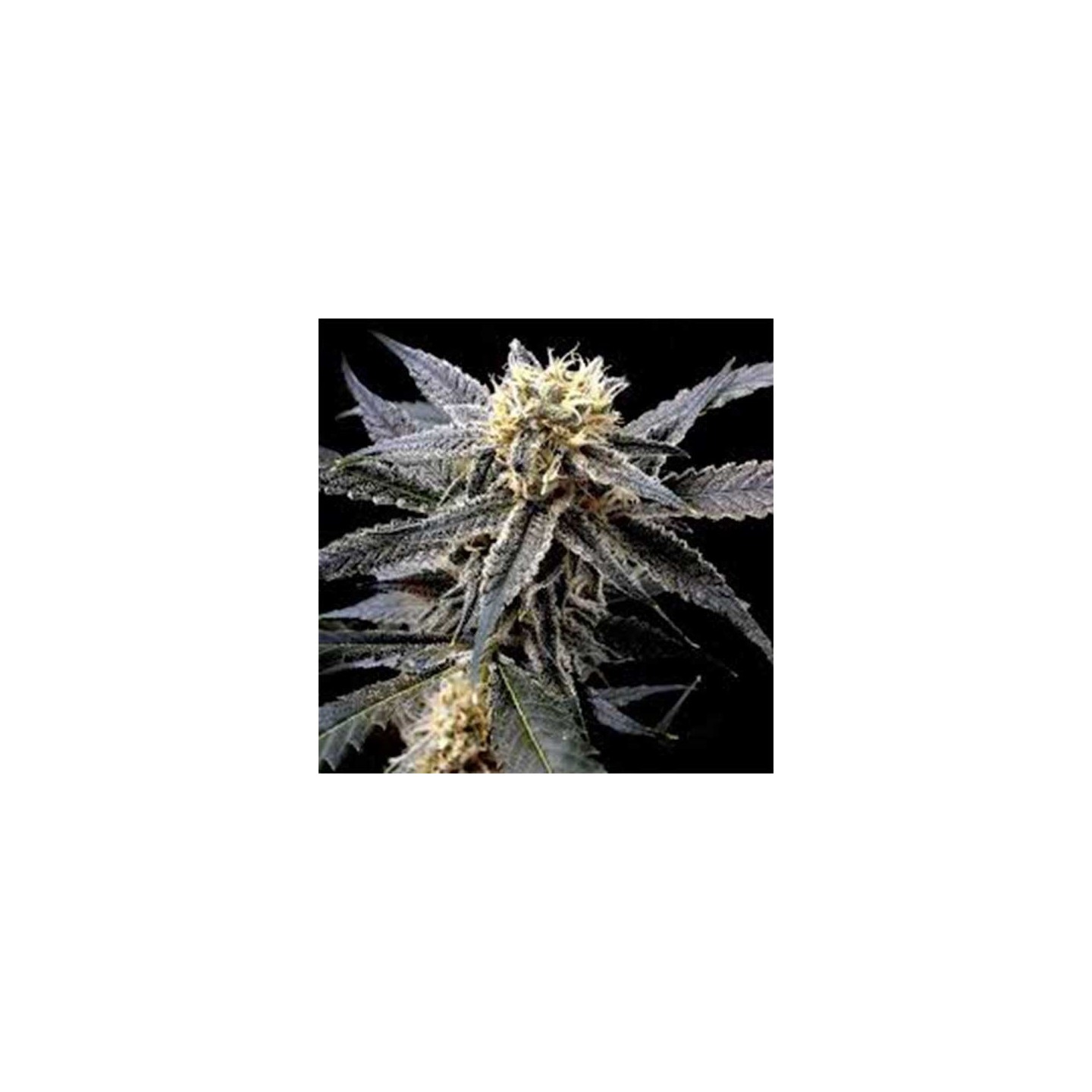 Strawberry Banana Feminizada de DNA Genetics