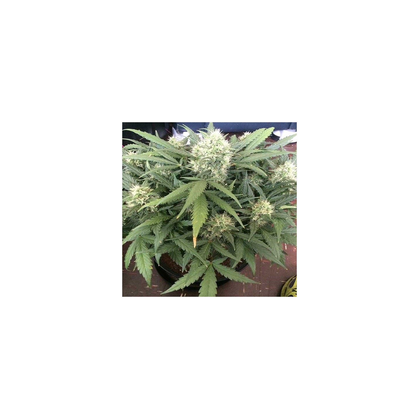 Gorilla Glue Feminizada de Auto Seeds
