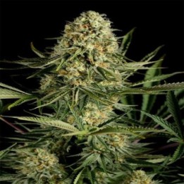 Critical Cheese Feminizada de Dinafem