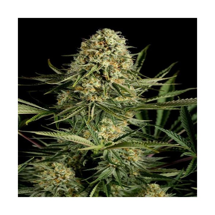 Critical Cheese Feminizada de Dinafem