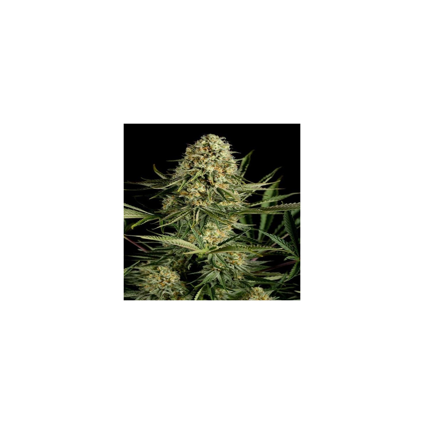 Critical Cheese Feminizada de Dinafem