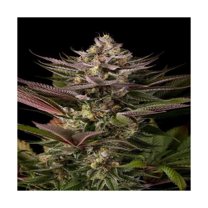 Blue Kush Feminizada de Dinafem
