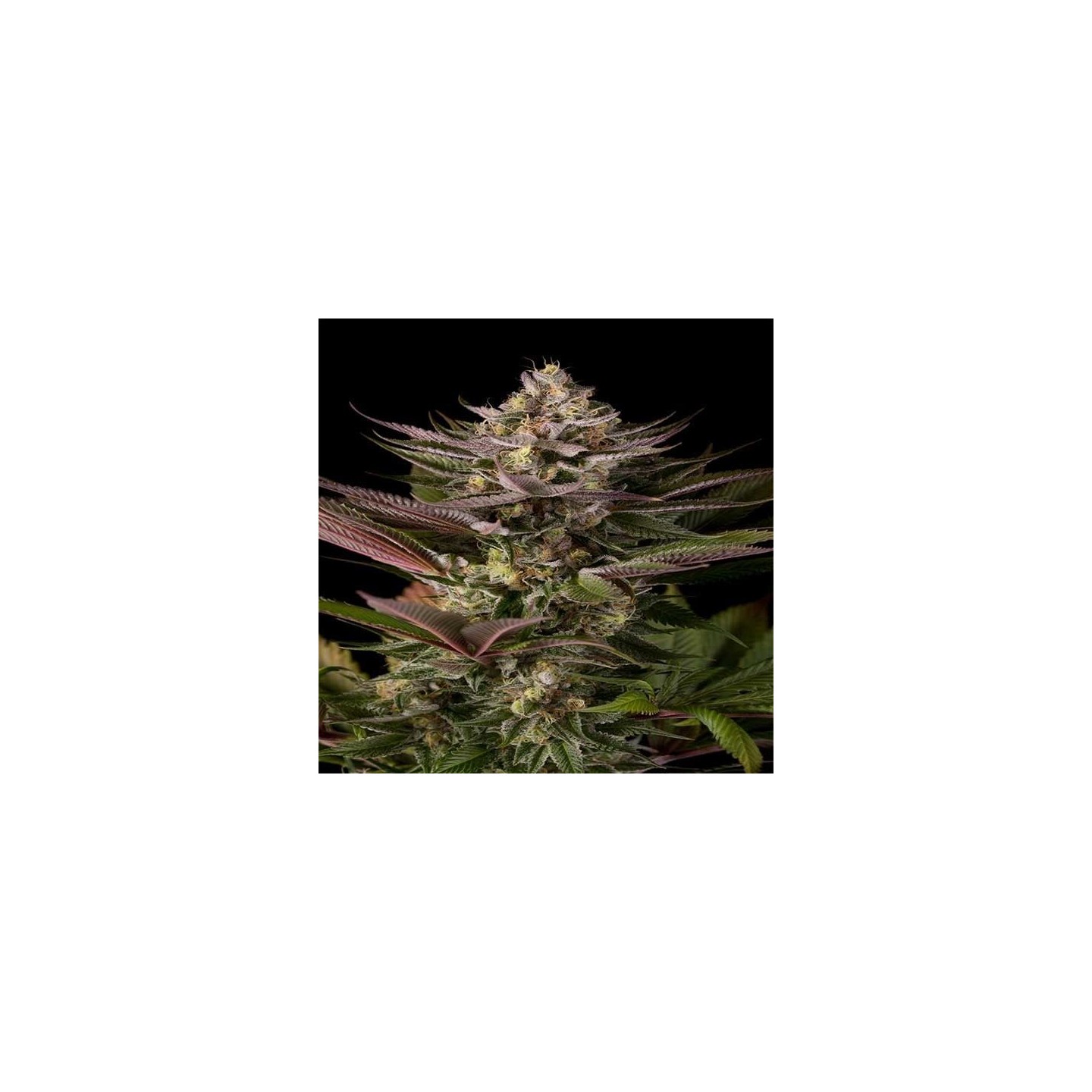 Blue Kush Feminizada de Dinafem