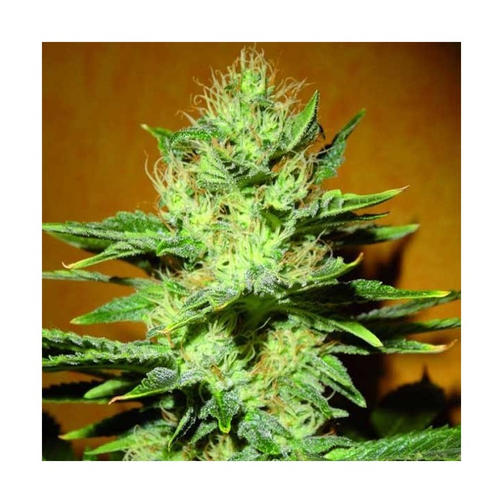 Mamba Negra CBD Feminizada de Blimburn Seeds