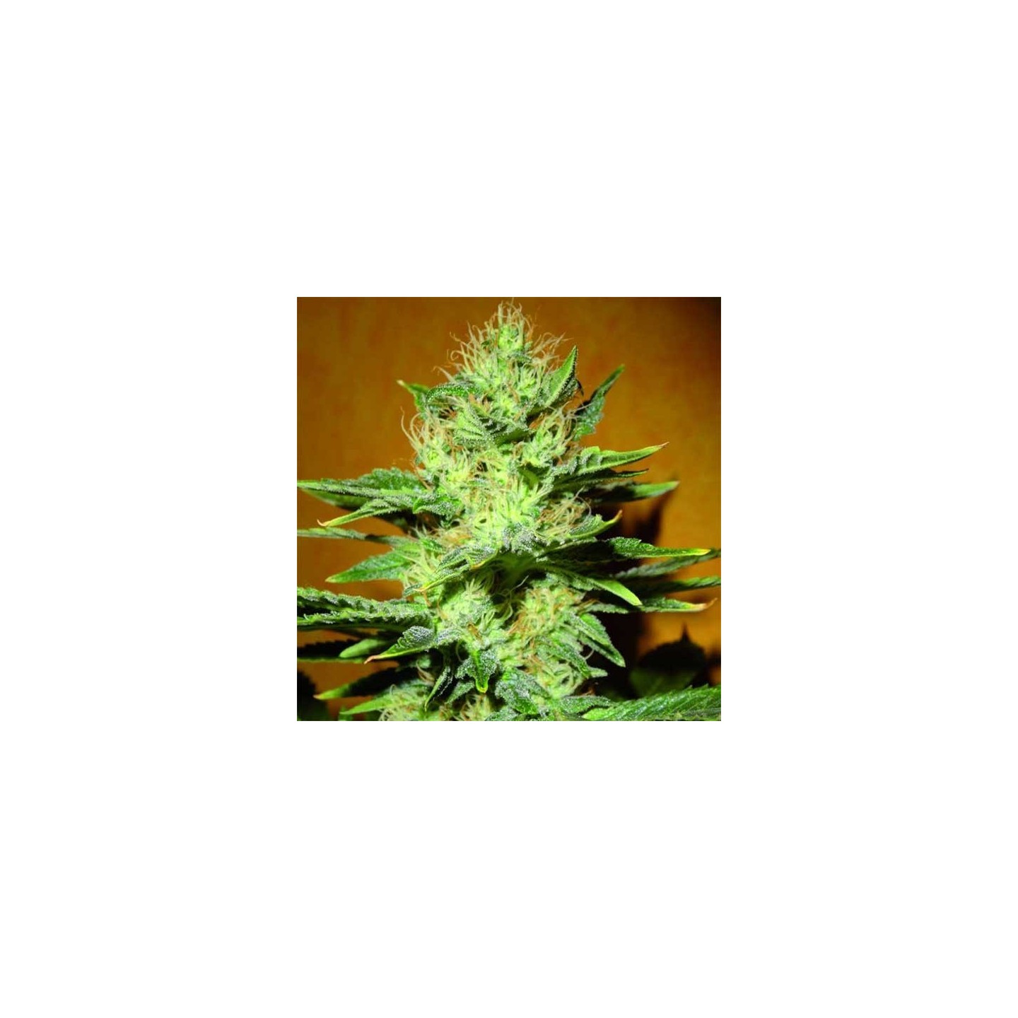 Mamba Negra CBD Feminizada de Blimburn Seeds