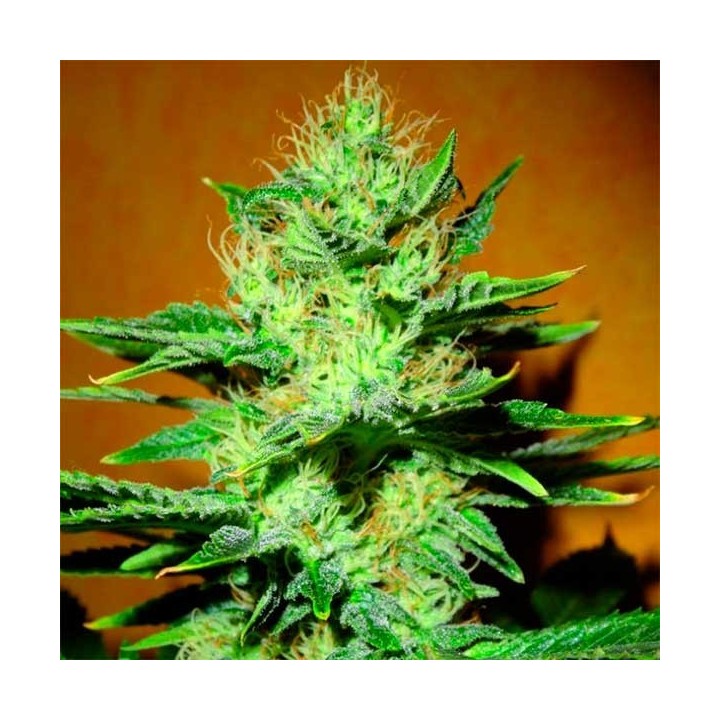 Mamba Negra Feminizada de Blimburn Seeds