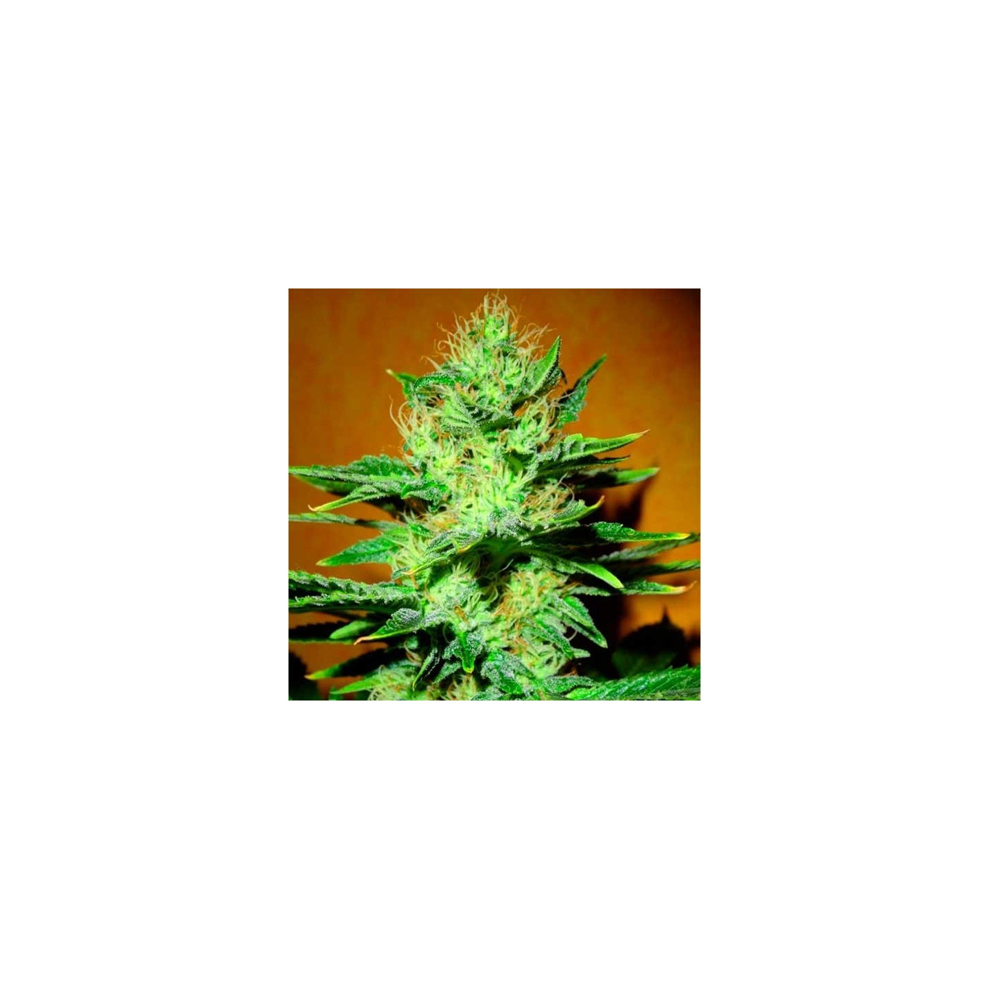 Mamba Negra Feminizada de Blimburn Seeds