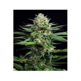 OG Kush CBD Feminizada de Dinafem