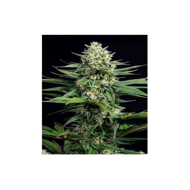 OG Kush CBD Feminizada de Dinafem