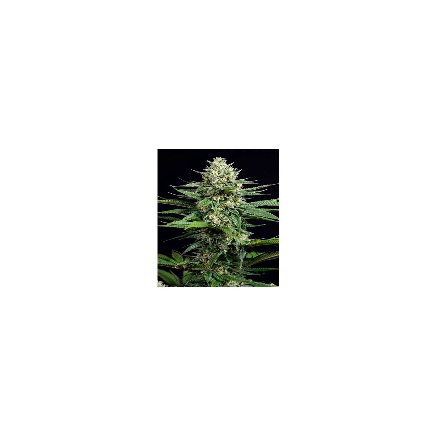 OG Kush CBD Feminizada de Dinafem