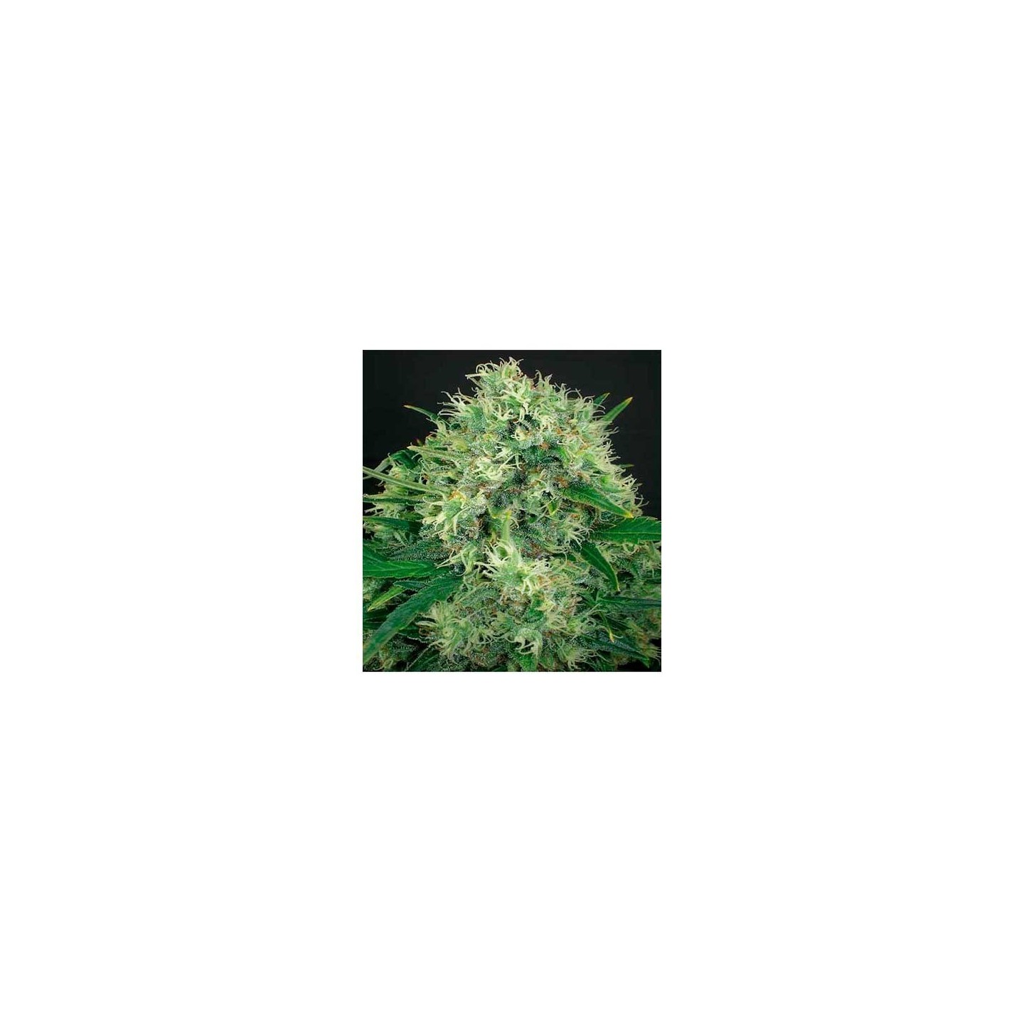 Jack Diesel CBD Feminizada de Positronics
