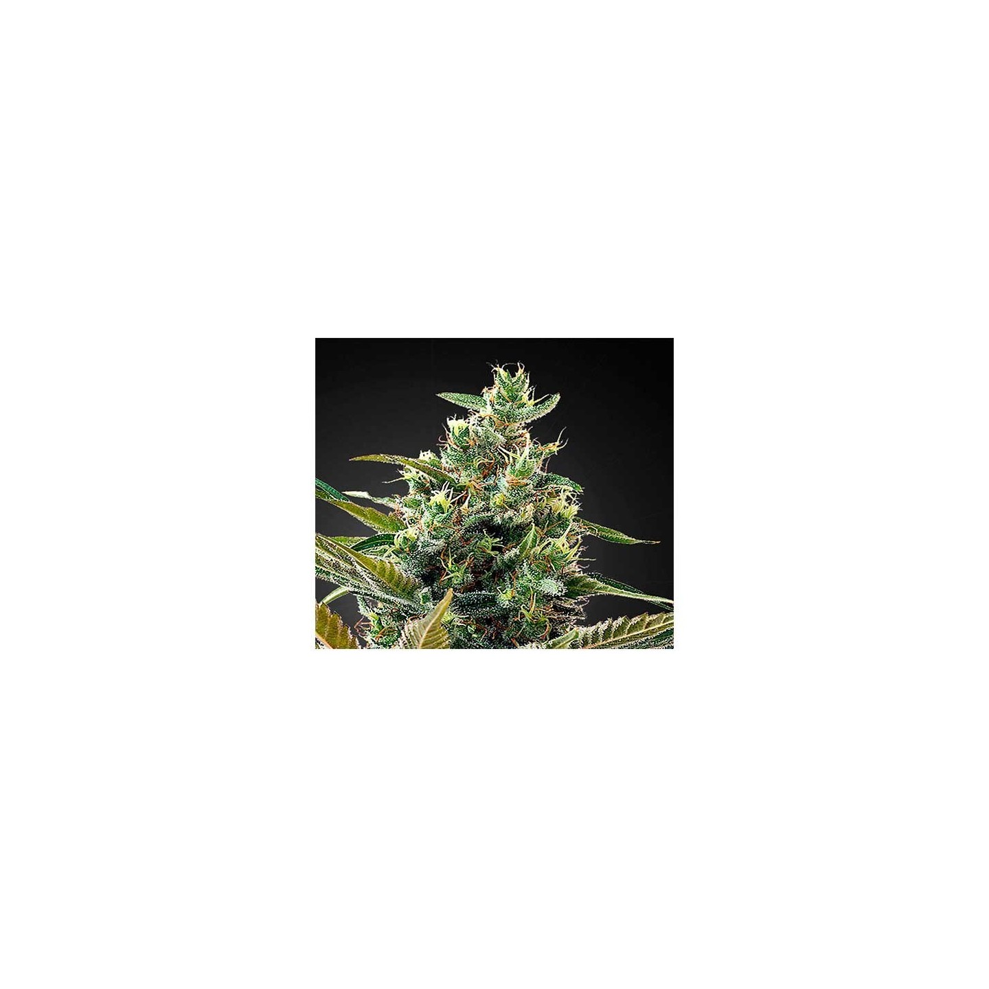 Super Lemon Haze CBD Feminizada de Green House