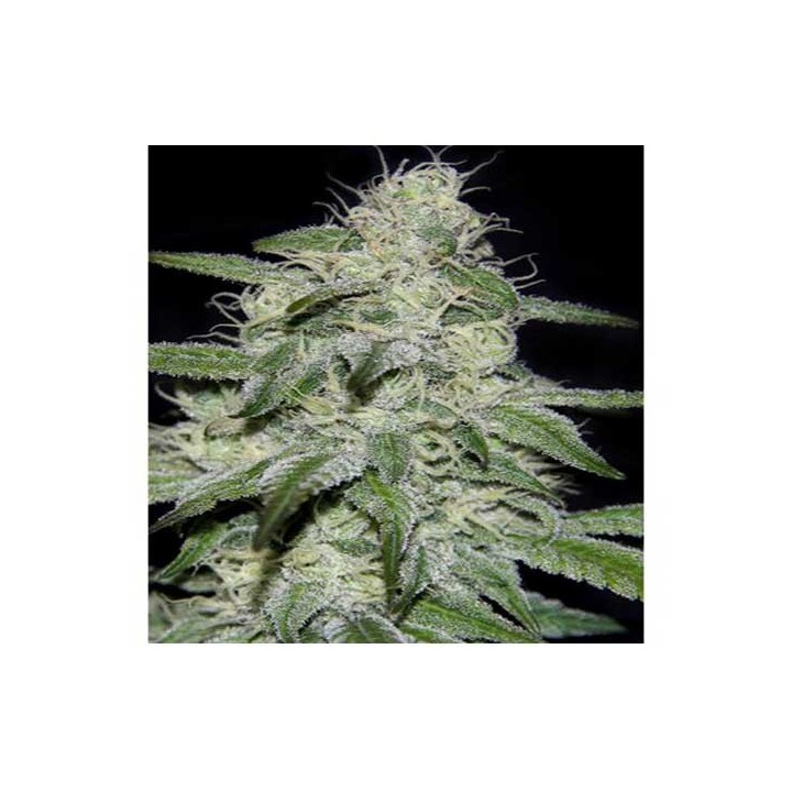 Kritikal Bilbo CBD Feminizada de Genehtik Seeds