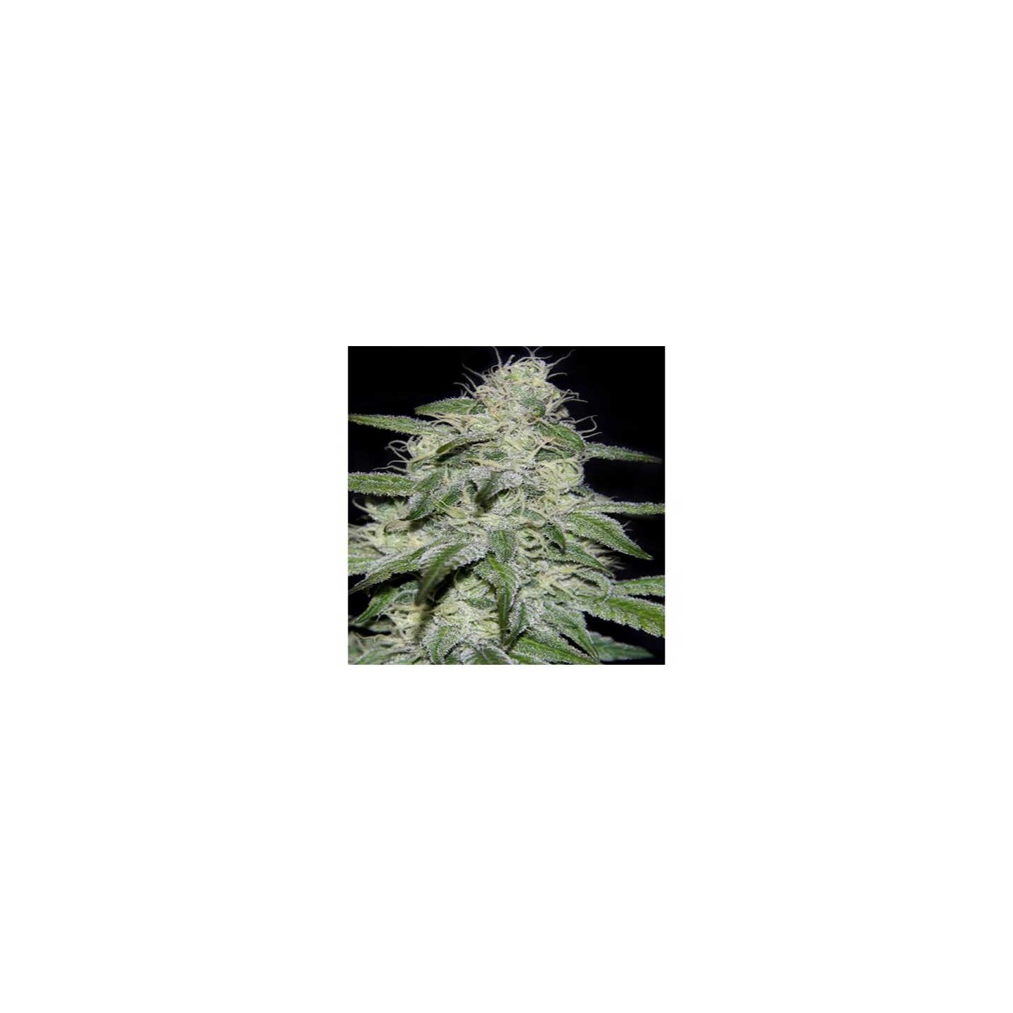 Kritikal Bilbo CBD Feminizada de Genehtik Seeds
