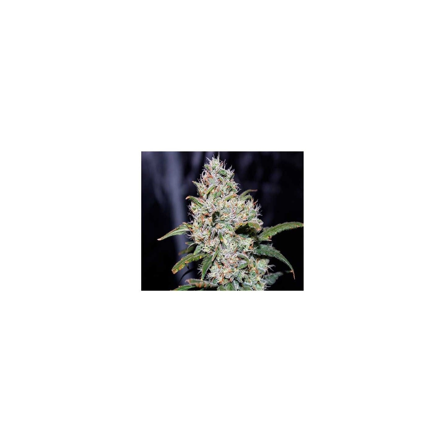 Gorilla Glue Autofloreciente Feminizada de Fastbuds Seeds