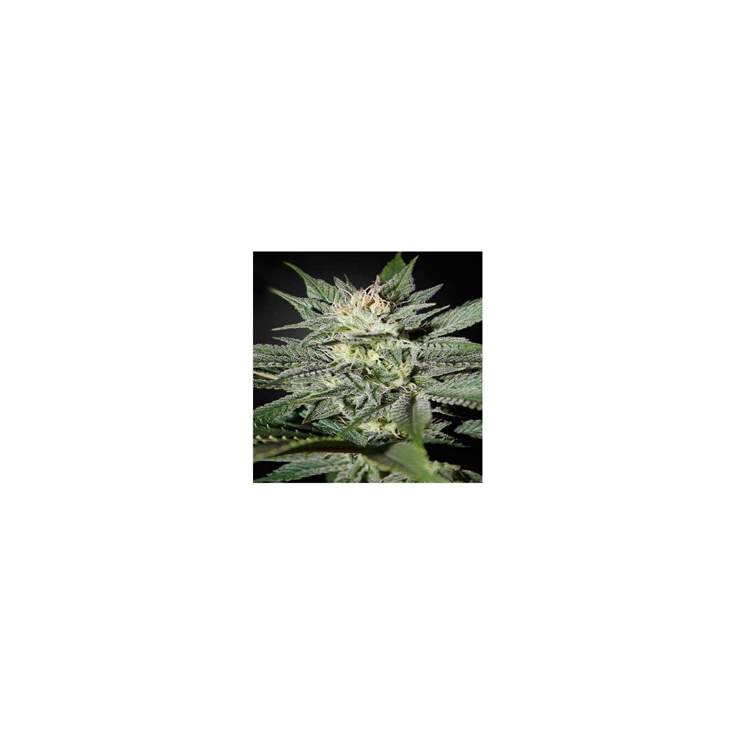Great White Shark CBD Feminizada de Green House