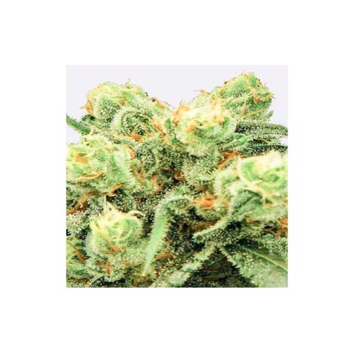 Pre-99 Big Bud Feminizada de Nirvana