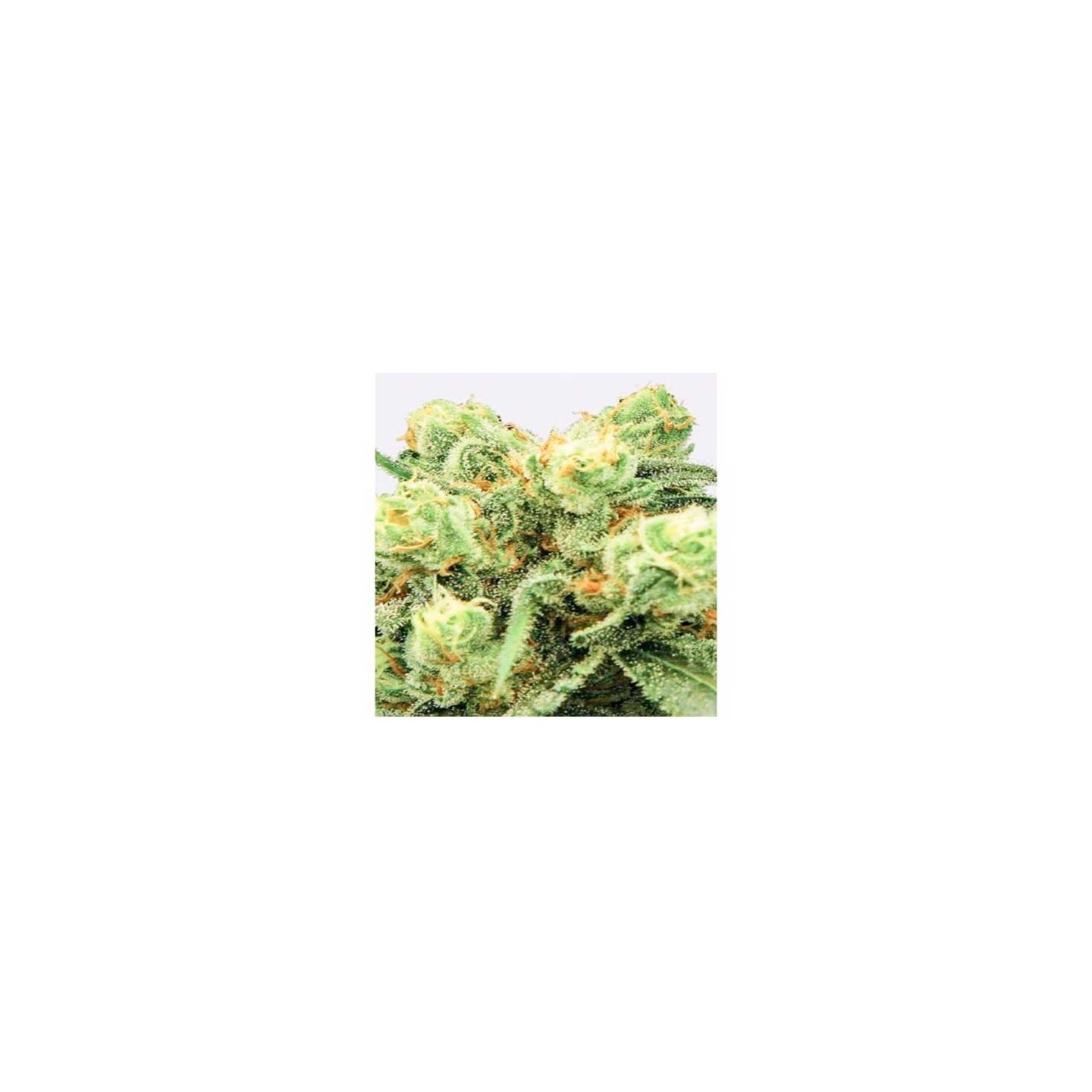 Pre-99 Big Bud Feminizada de Nirvana