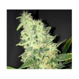 Dream Machine Feminizada de Heavyweight Seeds