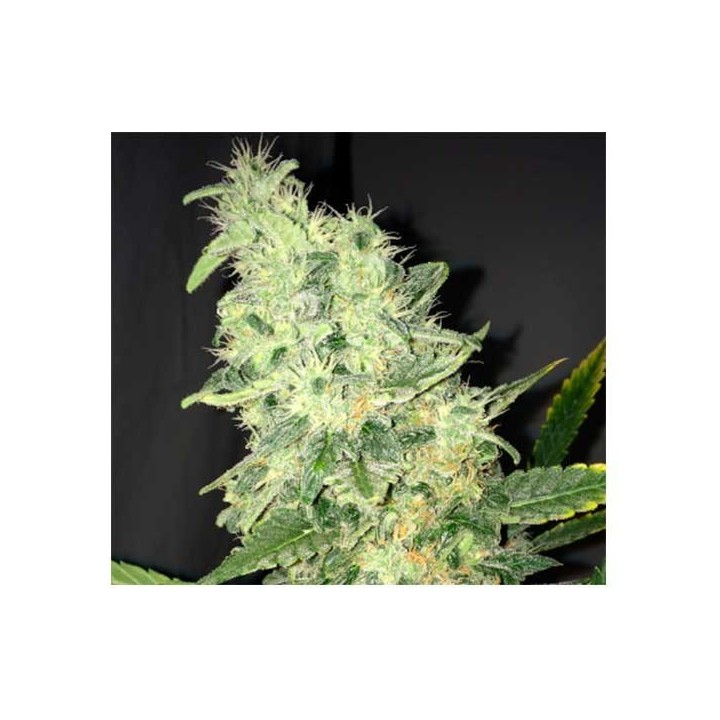 Dream Machine Feminizada de Heavyweight Seeds