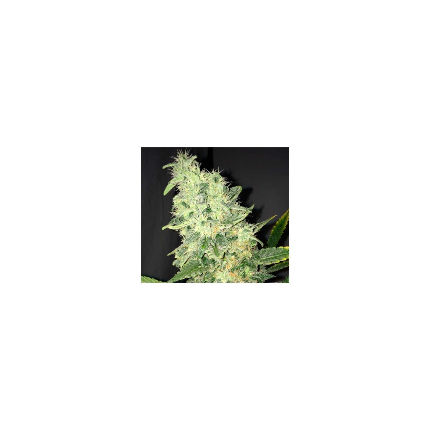 Dream Machine Feminizada de Heavyweight Seeds