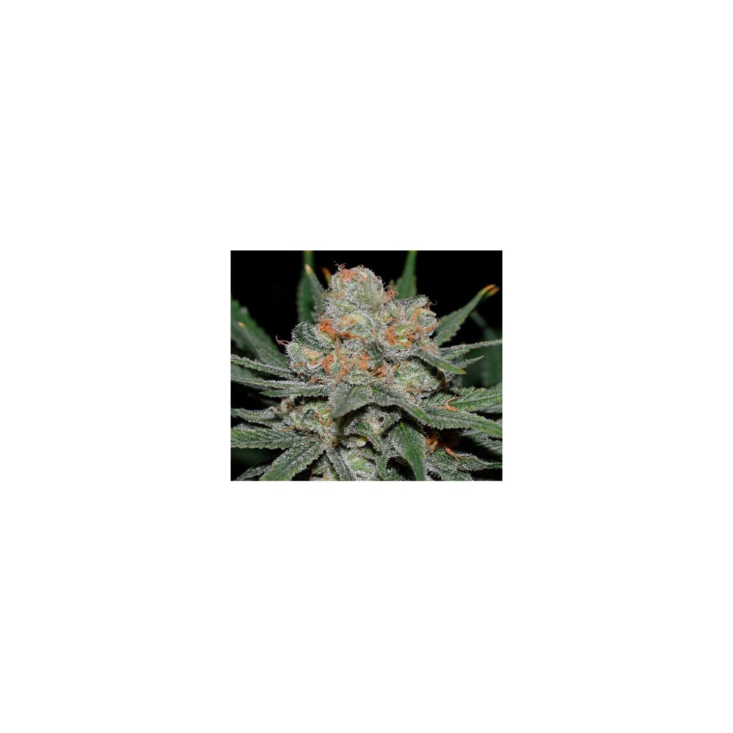 Nevil Bilbo Autofloreciente Feminizada de Genehtik Seeds