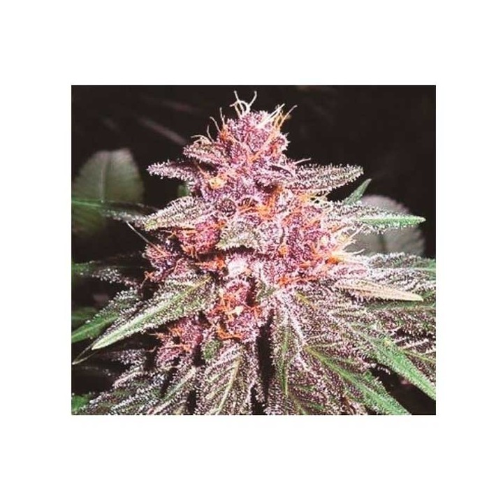 Violeta Feminizada de Ace Seeds