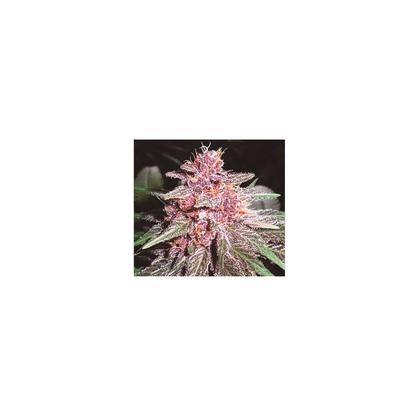 Violeta Feminizada de Ace Seeds