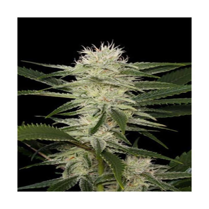 Amnesia Feminizada (a granel) - OS de Genericos MP