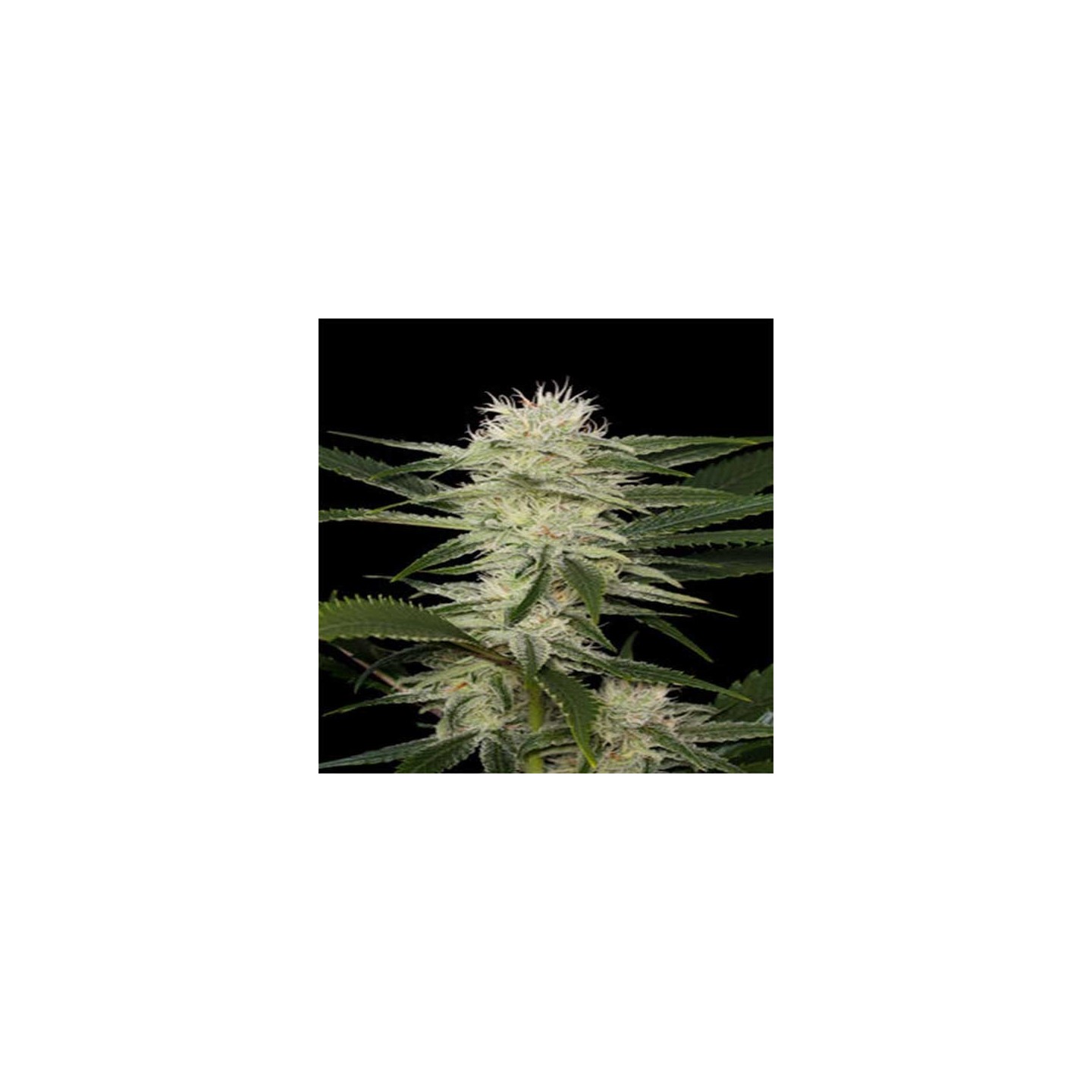 Amnesia Feminizada (a granel) - OS de Genericos MP