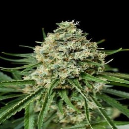 Critical + 2.0 Feminizada (a granel) de Genericos MP