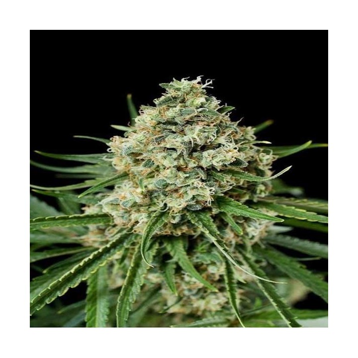 Critical + 2.0 Feminizada (a granel) de Genericos MP