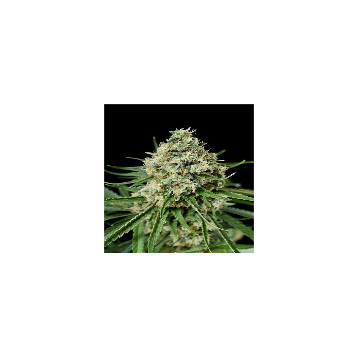 Critical + 2.0 Feminizada (a granel) de Genericos MP