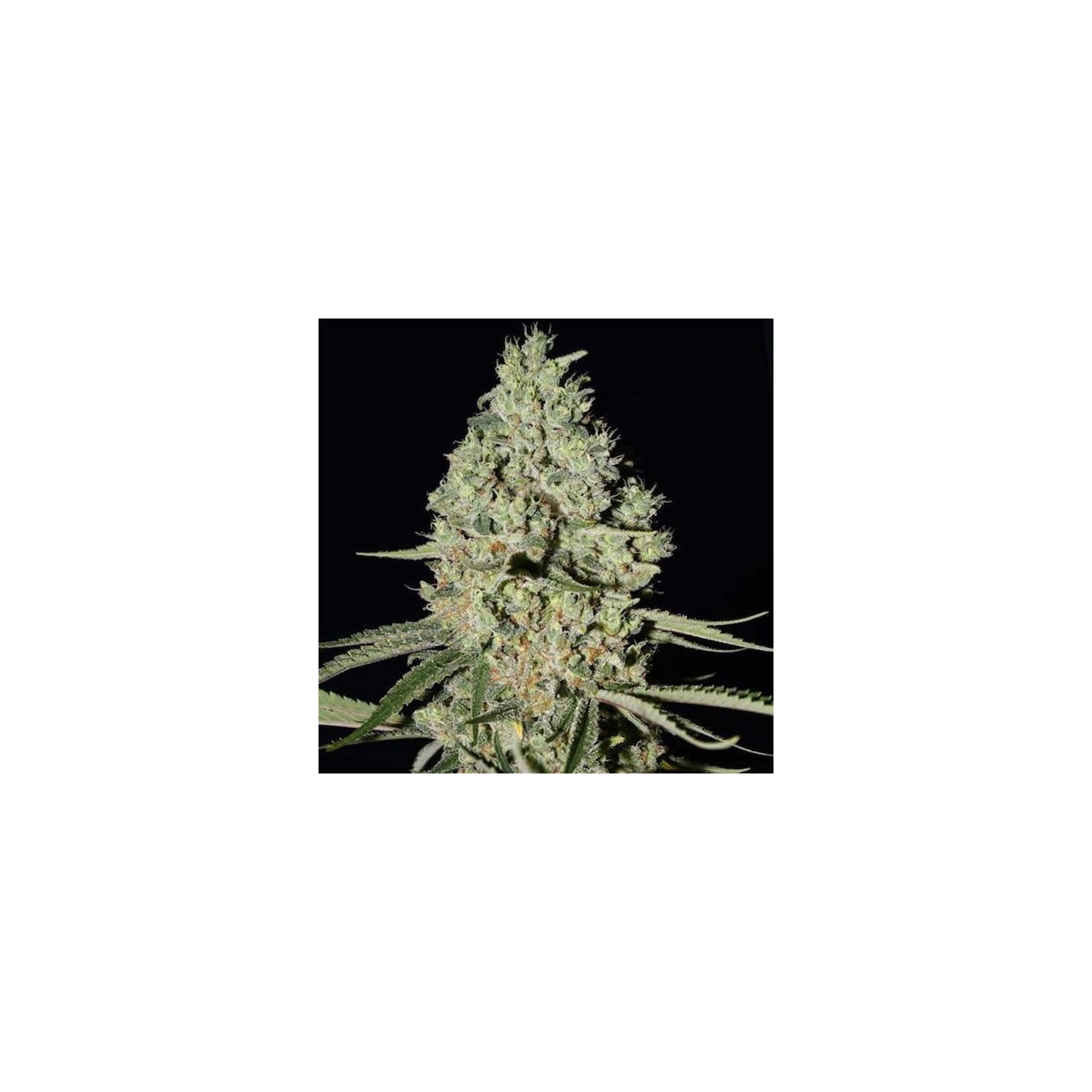 Critical Widow Feminizada (a Granel) - MG de Genericos MP