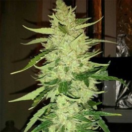 Magnum Autofloreciente Feminizada (a granel) de Genericos MP