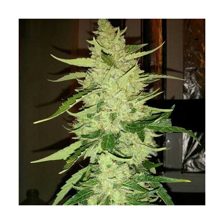 Magnum Autofloreciente Feminizada (a granel) de Genericos MP