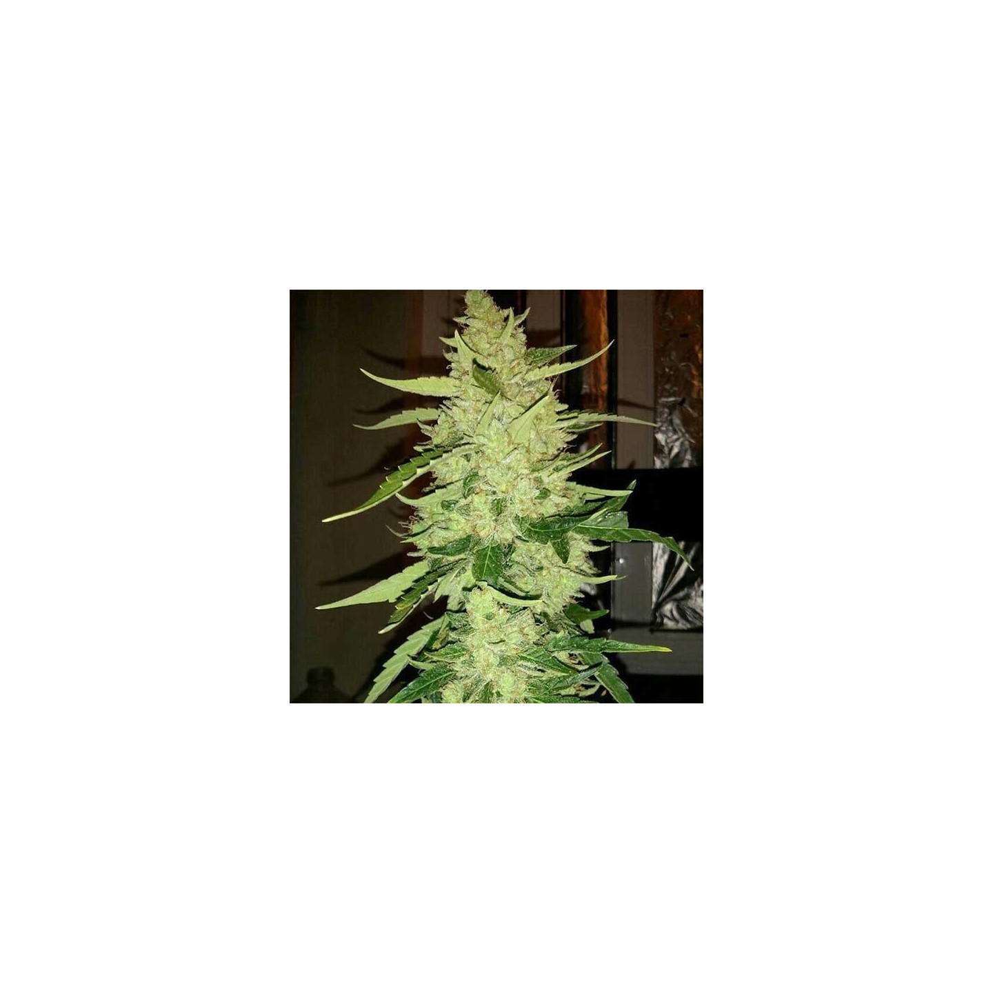 Magnum Autofloreciente Feminizada (a granel) de Genericos MP